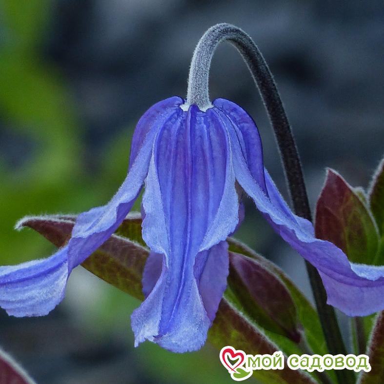 Клематис Будапешт ЗКС