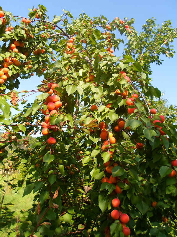 Абрикос Серафим