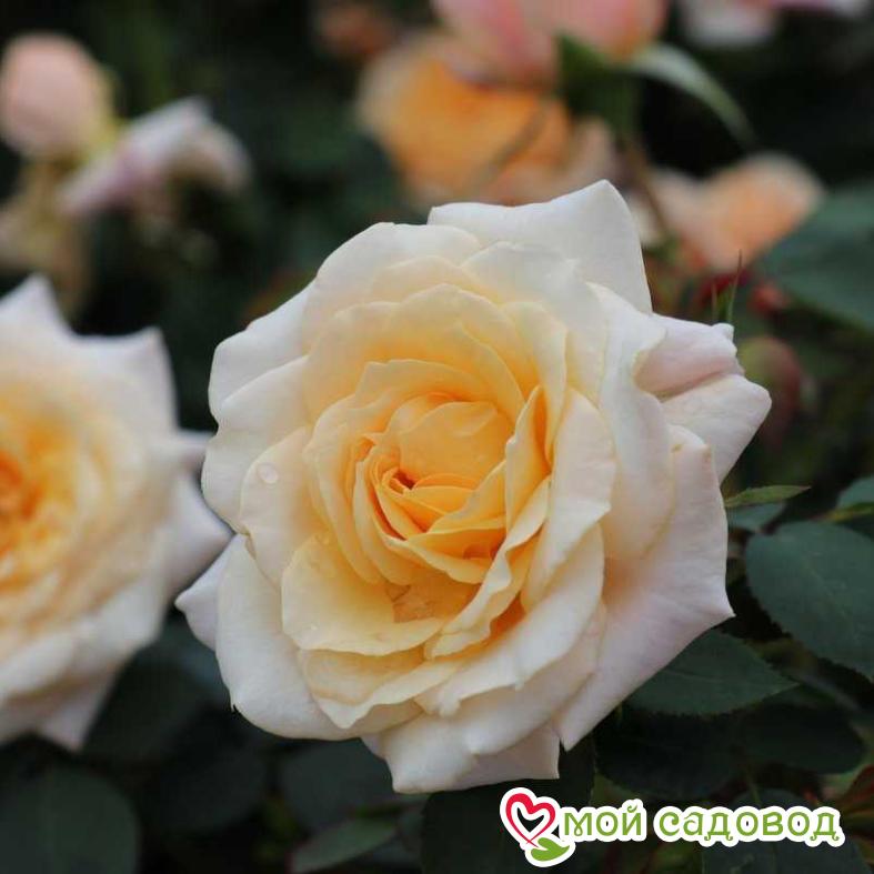 Роза Макарена