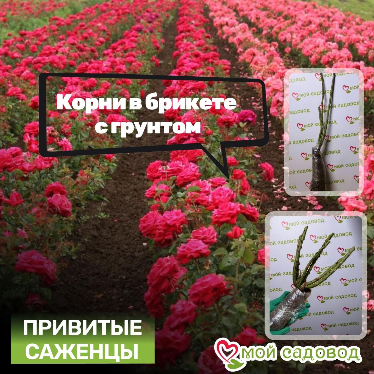 Роза Дарси Бассел