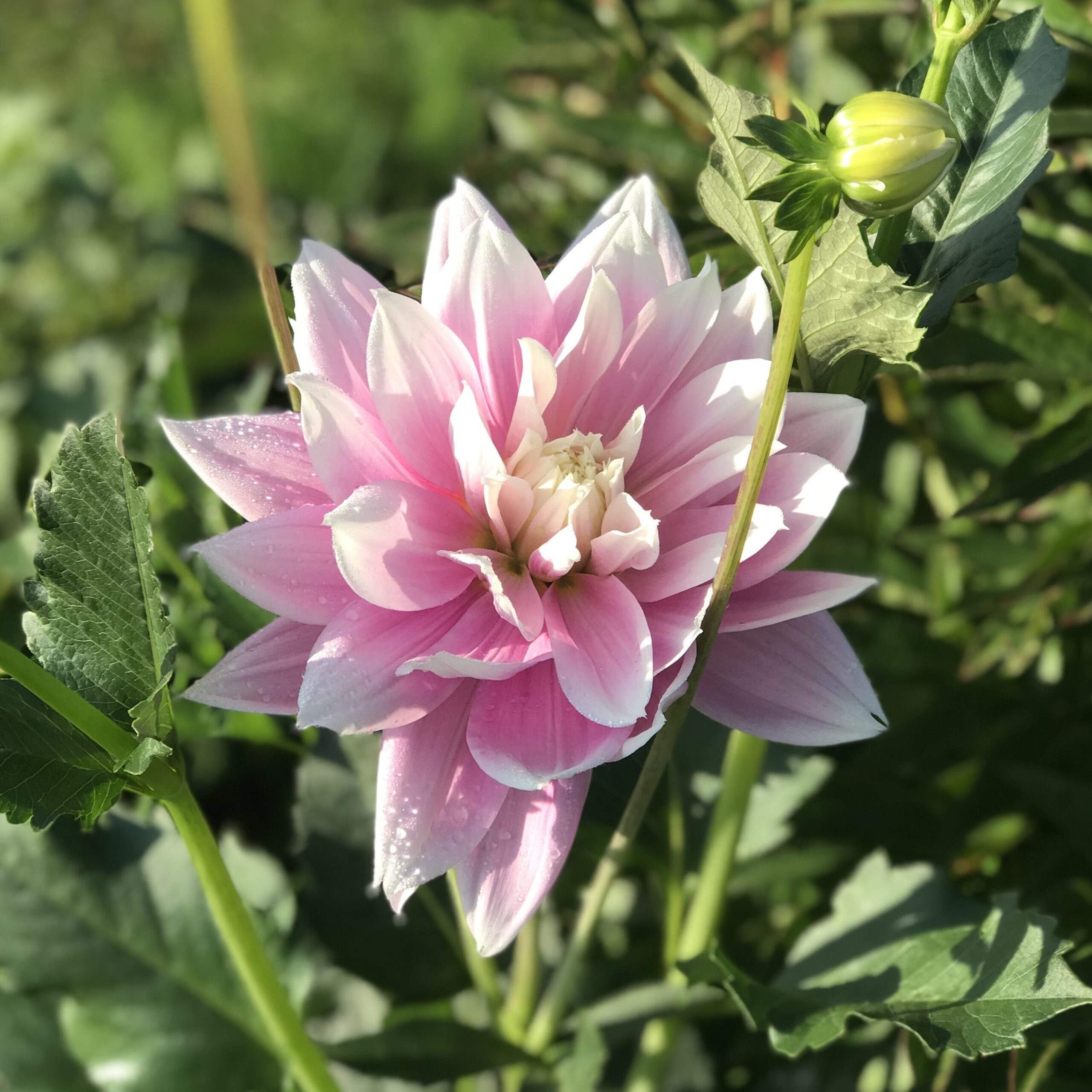 Георгина декоративная Эванах(EVANAH)