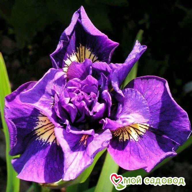 ИРИС СИБИРСКИЙ ДАБЛ СТАНДАРТ