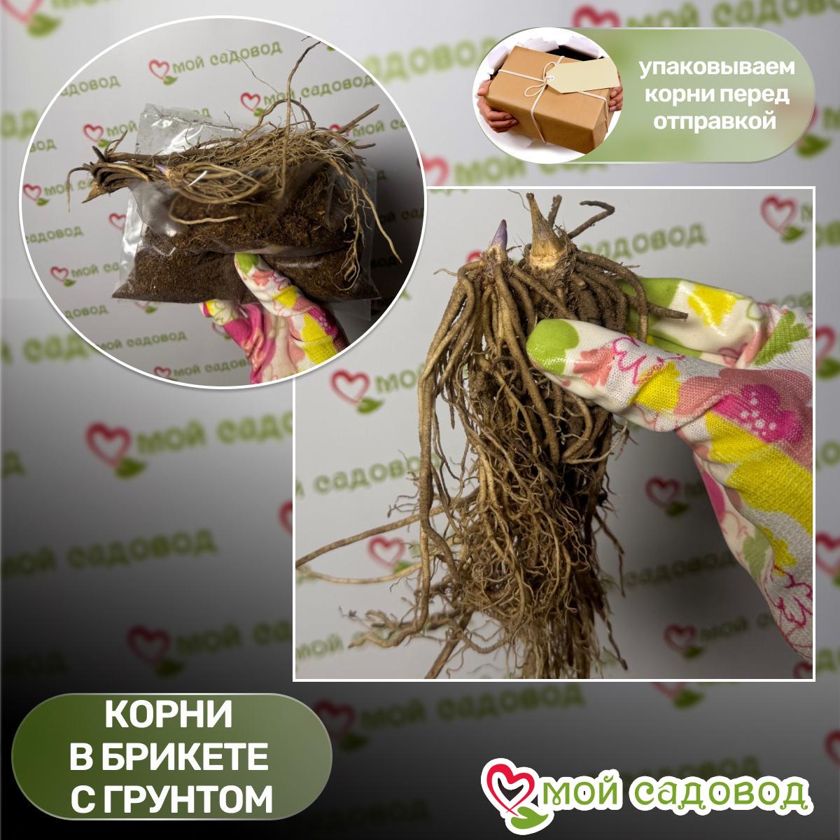 Хоста Белое Перо