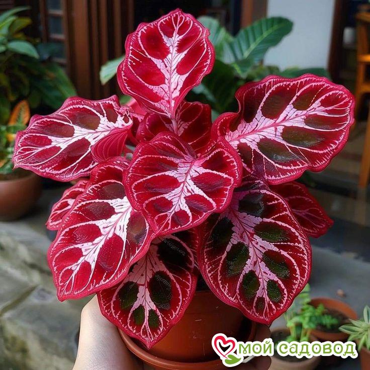 Хоста Джейд Скай